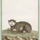 Illustration for article titled Beautiful Portraits of "Monstrosities" from the 18th Century